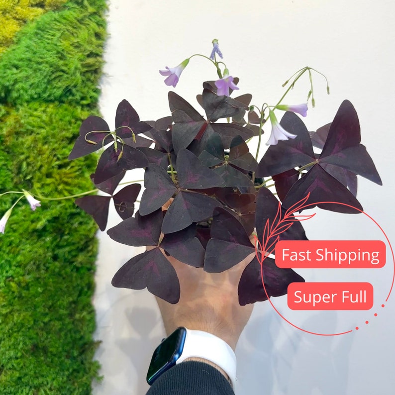 Oxalis Triangularis Plant | 4" Purple Shamrock House Plant | Live Oxalis Bulbs | Oxalis Triangularis