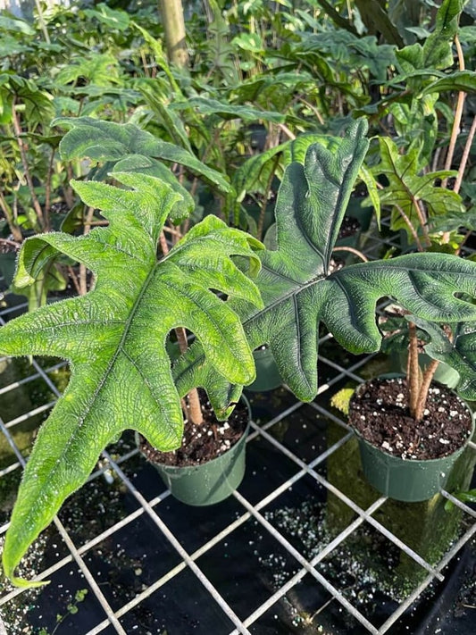 Alocasia Sulawesi Jacklyn Elephant Ear Live Plant - Tropical Houseplant - Alocasia micholitziana