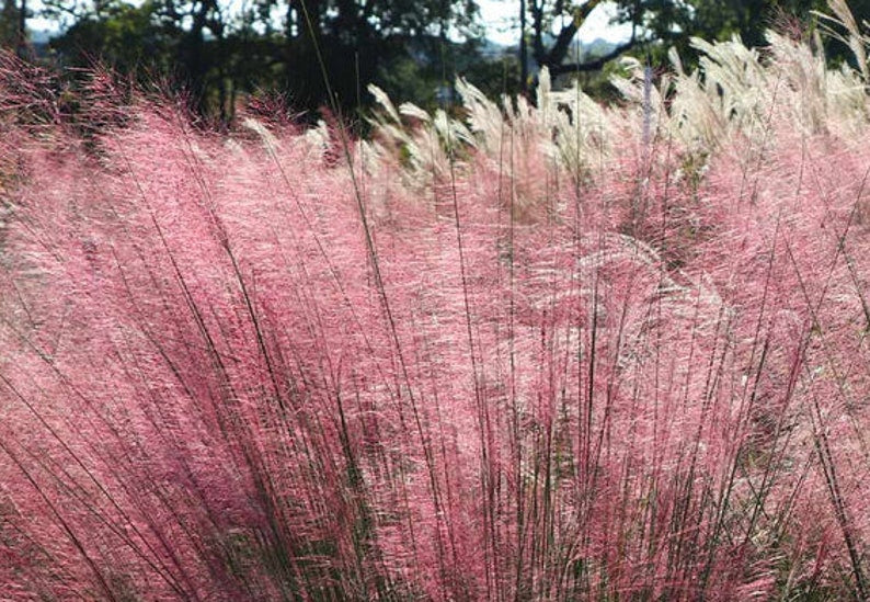 Pink Muhly Grass Plant - Easy-Growing Ornamental Grass with Pink Blooms - Muhlenbergia capillaris - Ideal for Patios & Borders