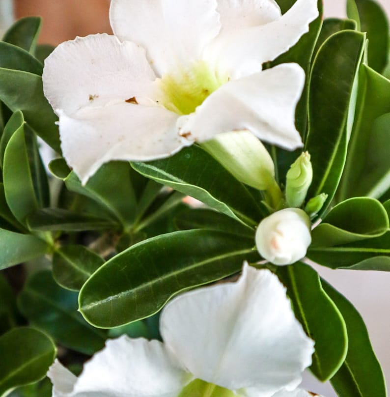 Desert Rose Plant - Adenium obesum - White Flowers - Low Maintenance Tropical Blooms for Containers and Patios
