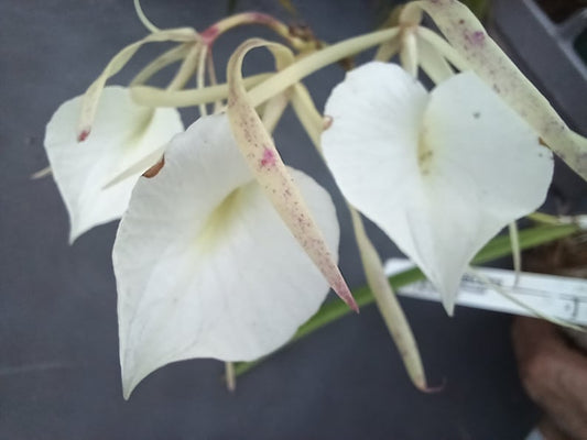 **Brassavola Orchid Plant Mounted on Coconut Husk - Fragrant Cattleya Hybrid 'Little Stars' - Brassavola nodosa**