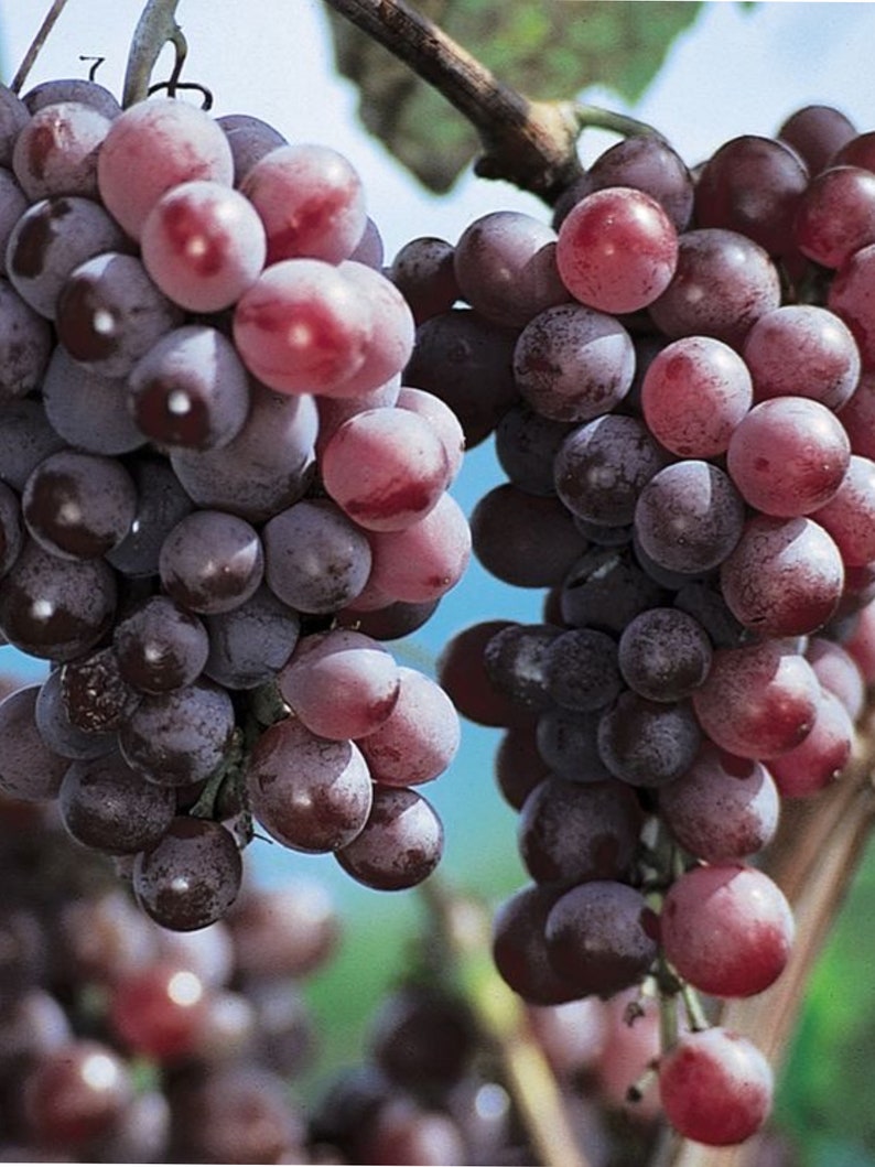 Flame Seedless Red Grape Vine - Catawba Grape - Nearly 3ft Tall - Non-Pollinator Variety - Nutrient-Rich Fruit Plant