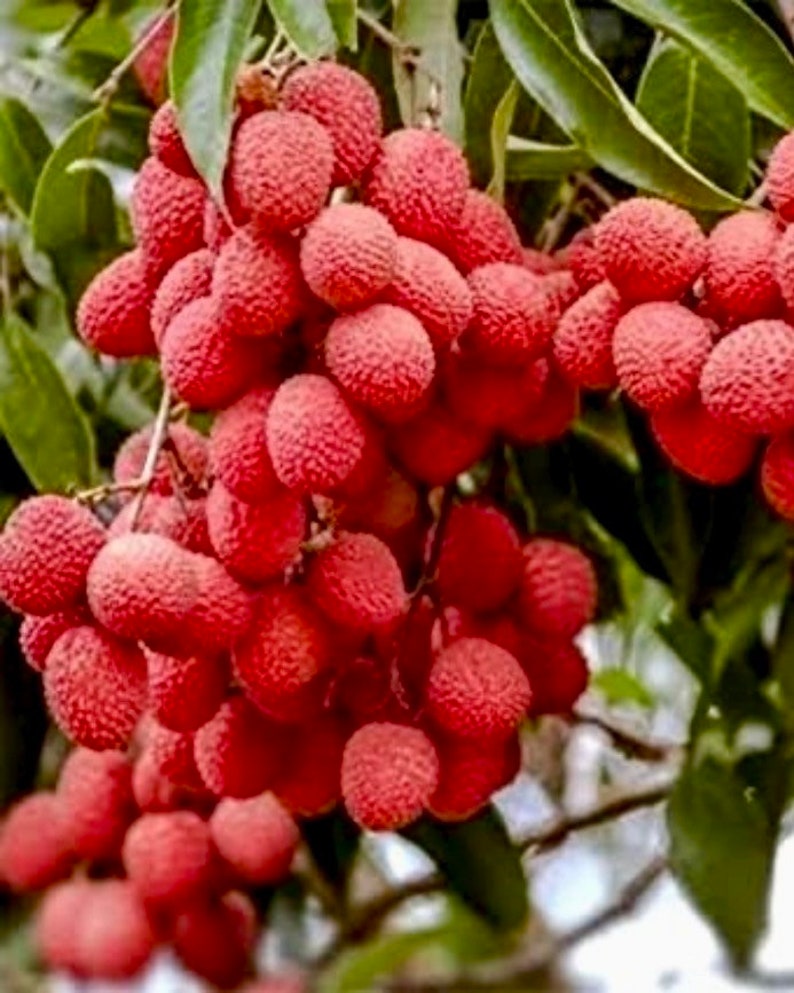 Lychee Tree 3ft Air Layered Mauritius Variety - Litchi chinensis
