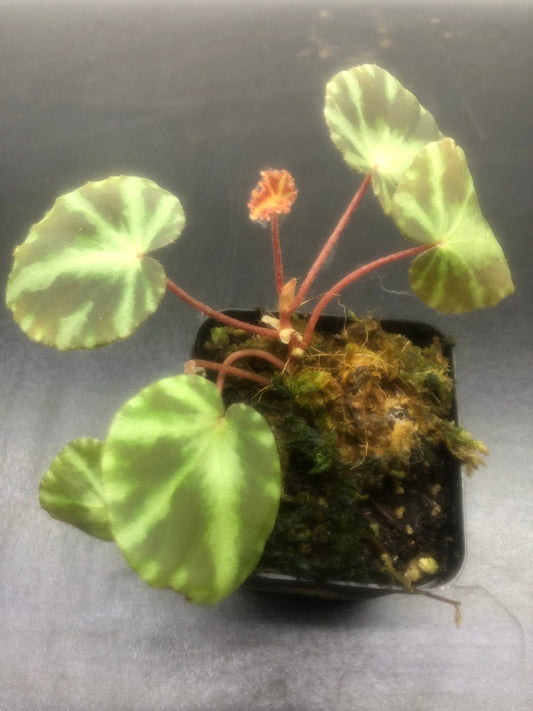 Begonia Plant 3'' Pot Cleopatra Variety Begonia Cleopatrae, Indoor Houseplant, Colorful Foliage, Easy Care