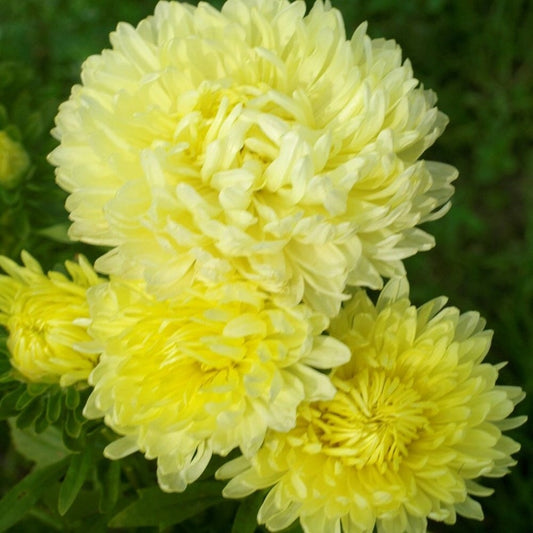 Aster Seeds - 25 Pack - Paeony Duchess Yellow - Callistephus Chinensis - Vibrant Peony-Like Flowers for Indoor/Outdoor Planting