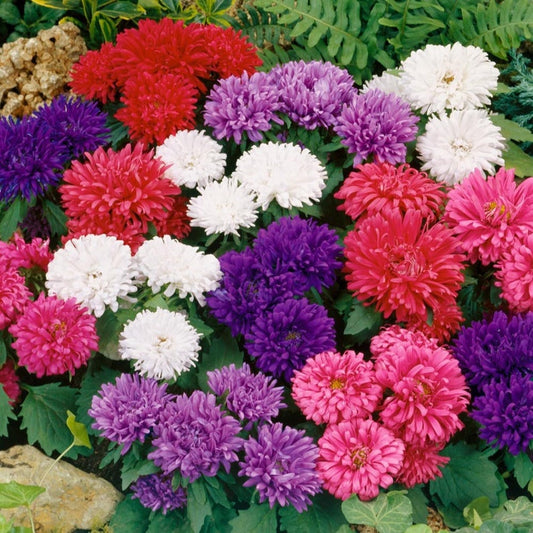 Aster Seeds - 25 Pack Dwarf Milady Blend, Vibrant Color Mix, Callistephus Chinensis, Ideal for Gardens and Gifts