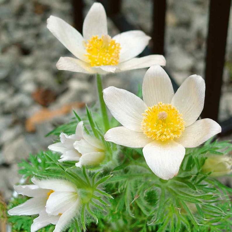 Anemone Seeds Packet of 25, White Pasque Flower, Anemone Pulsatilla Vulgaris, Rare Pollinator Seeds for Indoor/Outdoor Gardening