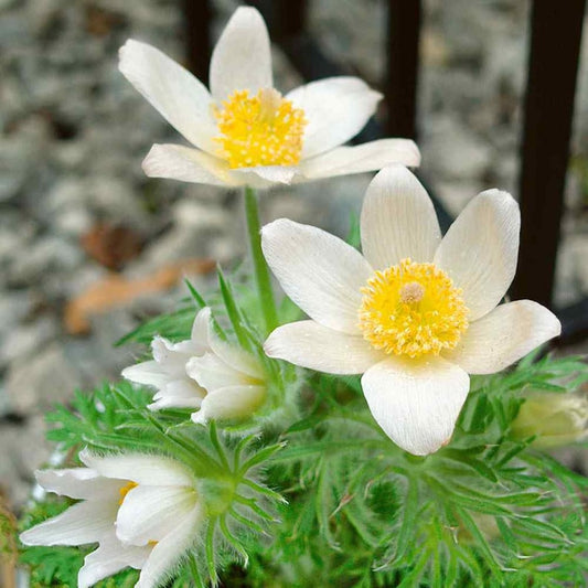 Anemone Seeds Packet of 25, White Pasque Flower, Anemone Pulsatilla Vulgaris, Rare Pollinator Seeds for Indoor/Outdoor Gardening