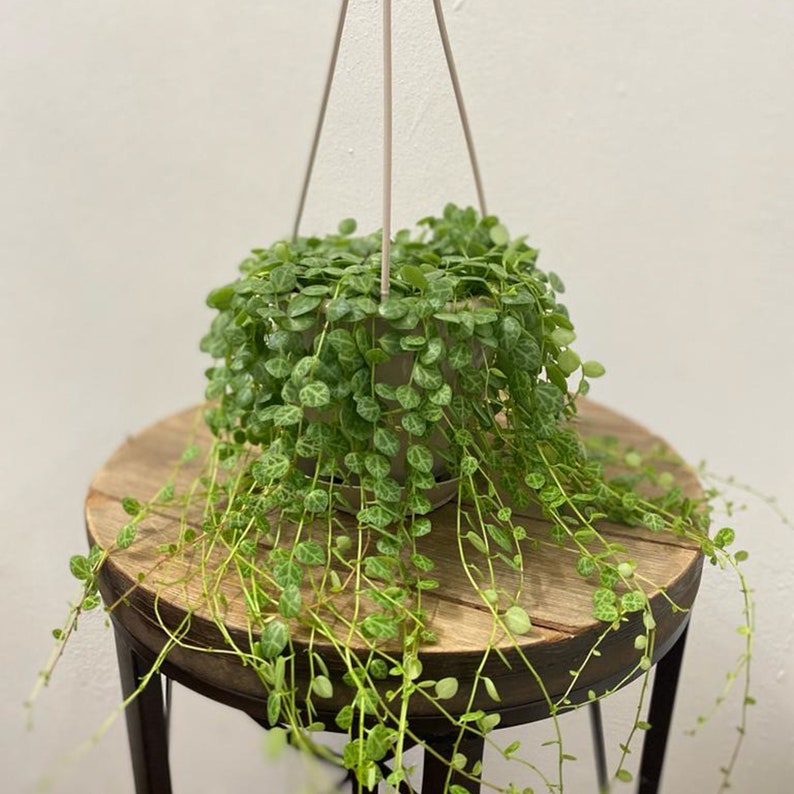 Live String of Turtles Plant in 4.5 Inch Hanging Pot, Peperomia Prostrata, Indoor Vine, Unique Houseplant Gift, Jade Necklace