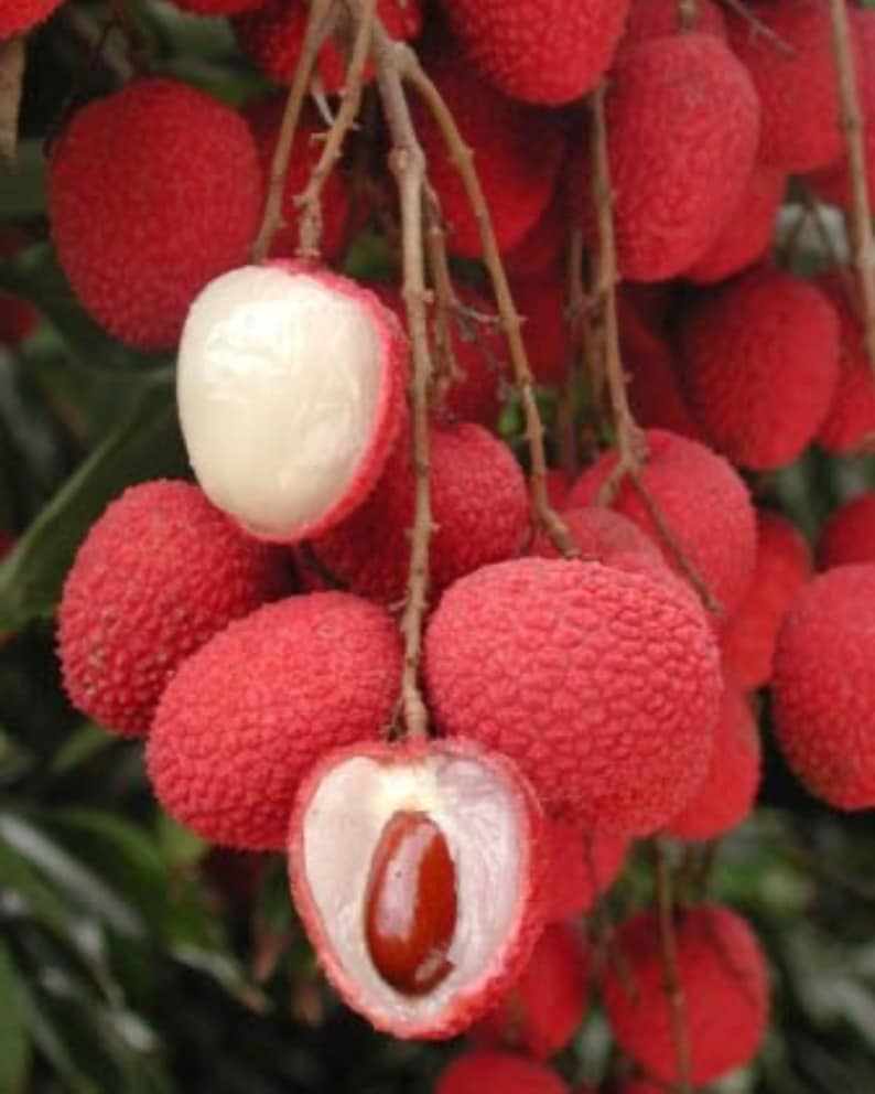Lychee Tree 3ft Brewster Variety - Tropical Fruit Plant (Litchi chinensis) - No Shipping to CA