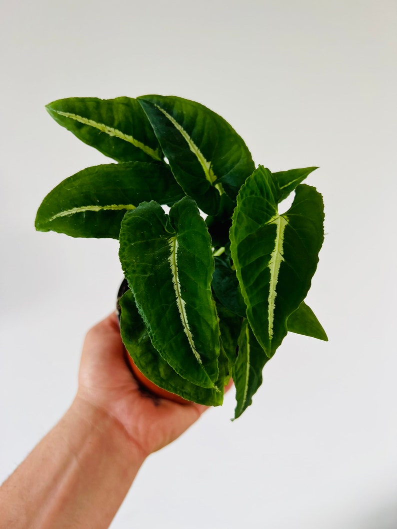 Live Houseplant - 4” Black Velvet Syngonium - Syngonium Wendlanii - Easy Care Trailing Plant for Home Decor