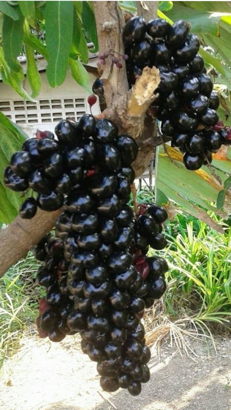 Jaboticaba Tree 2ft Air Layered Black Fruit Brazilian Grape Tree - Myrciaria cauliflora