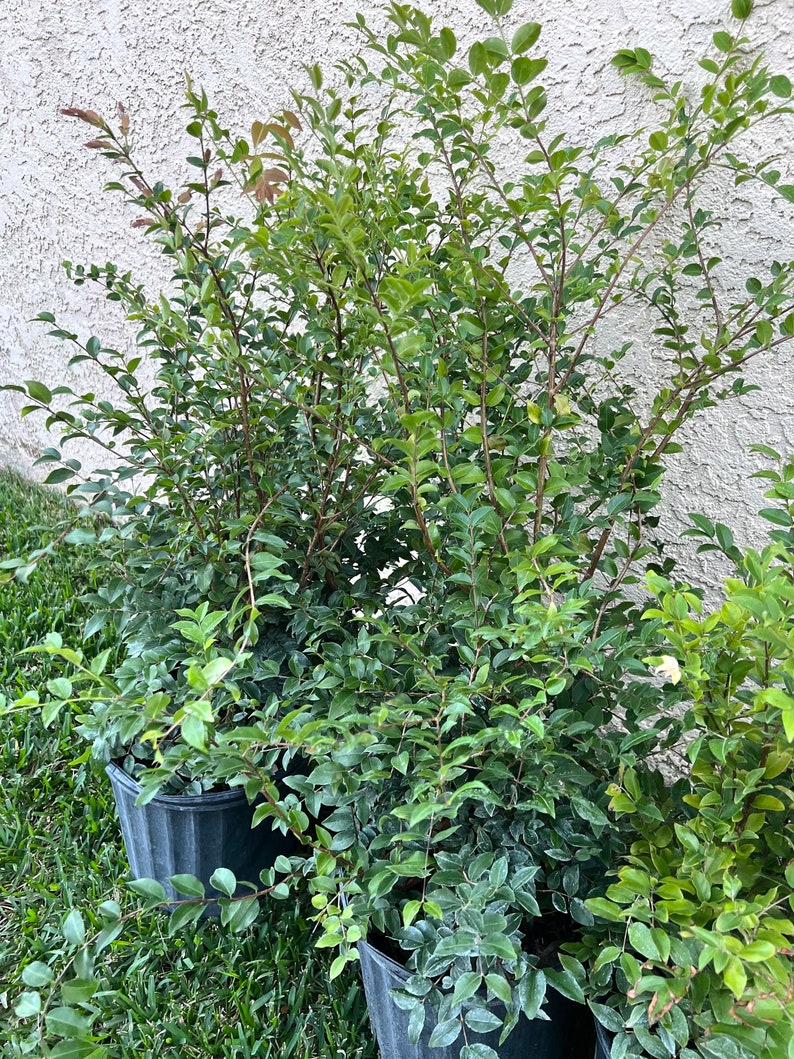 Brazilian Jaboticaba Grape Tree 3gal Pot Black Fruit Air Layered Plant (Myrciaria cauliflora)