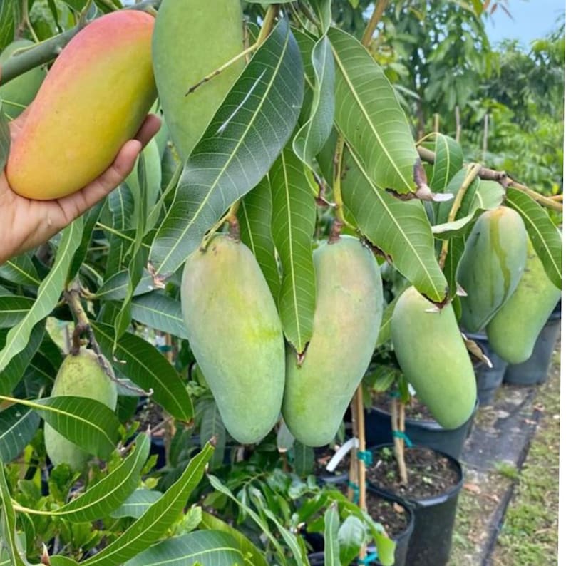 Grafted Mahachanook Mango Tree 3ft - Sweet Fruit, Small Seeds - Mangifera indica
