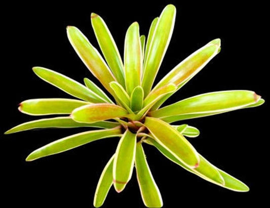 Bromeliad Plant Neoregelia Sheeba - Colorful Exotic Variegated Green & Pink Foliage - Easy Care Tropical Houseplant