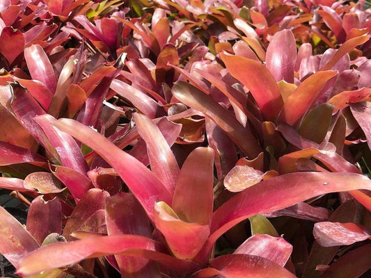 Bromeliad Plant Neoregelia Super Fireball - Colorful Exotic Houseplant with Salmon Pink and Green Foliage