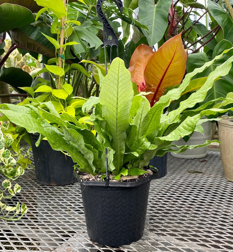 Crocodile Fern Plant - Unique Green Foliage - Microsorum musifolium - Indoor/Outdoor Accent Plant for Home & Patio