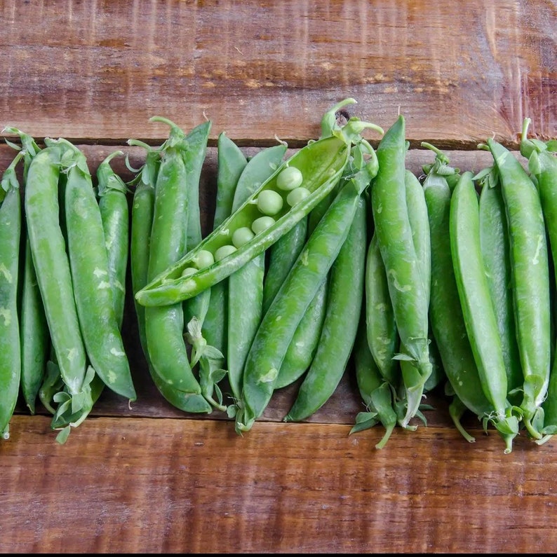 Green Arrow Pea Seeds - 50 Count Non-GMO Heirloom Vegetable Seeds - Pisum sativum - Ideal for Gardening & Microgreens