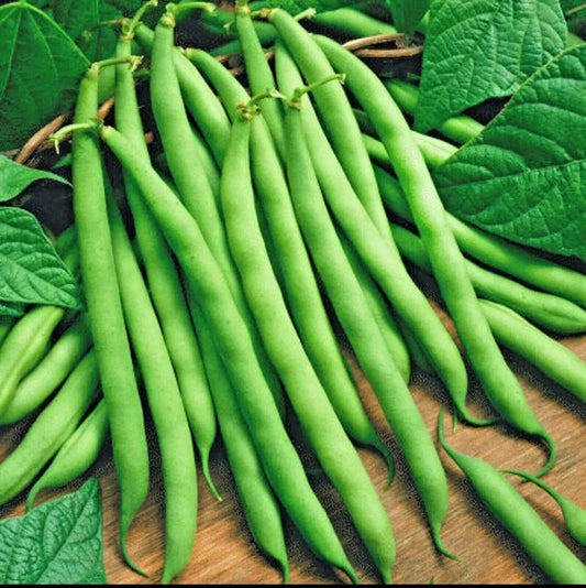 Blue Lake Bush Green Bean Seeds - 50 Count - Heirloom Non-GMO - Phaseolus vulgaris - Tasty Hardy Autumn Variety