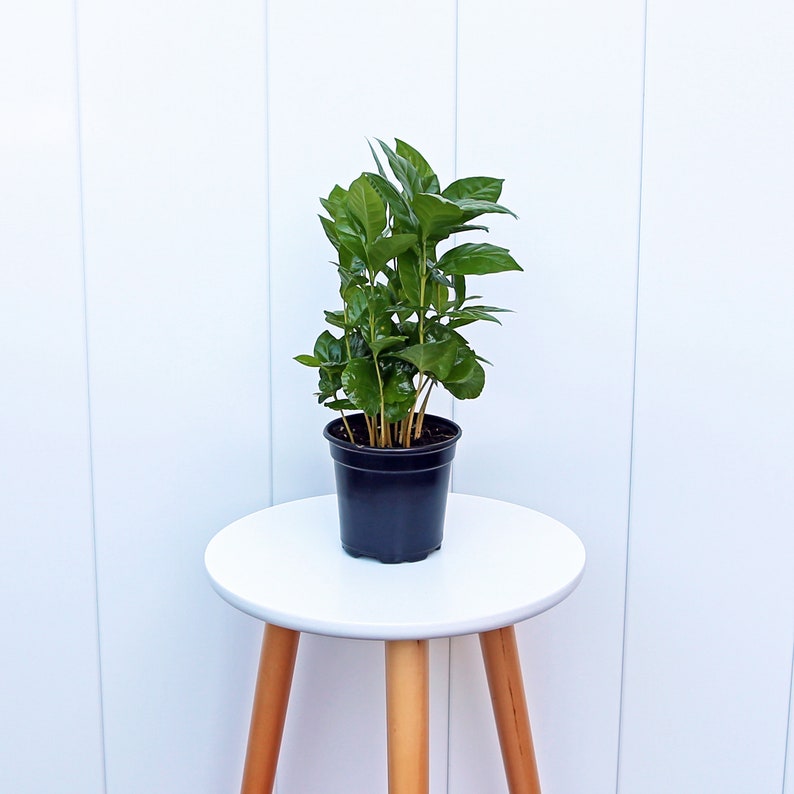 LIVE 4” Coffee Plant, Arabica Indoor Houseplant, Air Purifying Plant, Coffea Arabica, Perfect Housewarming & Office Gift