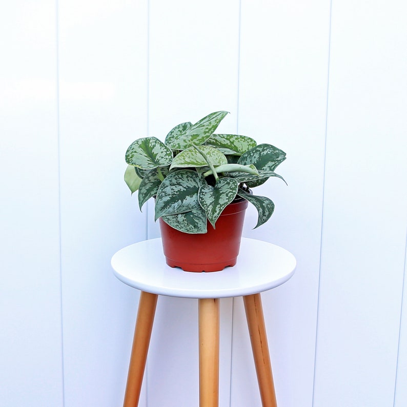 LIVE 6” Silver Satin Exotica Plant, Scindapsus Pictus, Variegated Indoor Trailing Houseplant, Perfect Gift for Plant Lovers