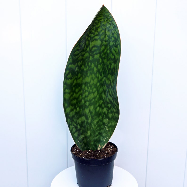 Live 6” Sansevieria Masoniana, Whale Fin Snake Plant, Rare Houseplant, Indoor Air Purifier, Perfect Housewarming Gift