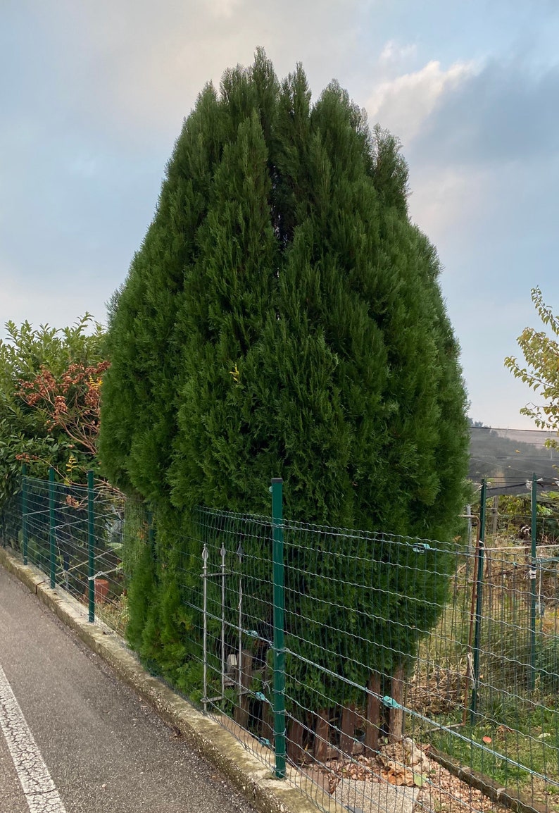 Emerald Green Arborvitae Plant - Thuja occidentalis 'Emerald Green' - Dense Conical Evergreen for Privacy Screen and Landscaping