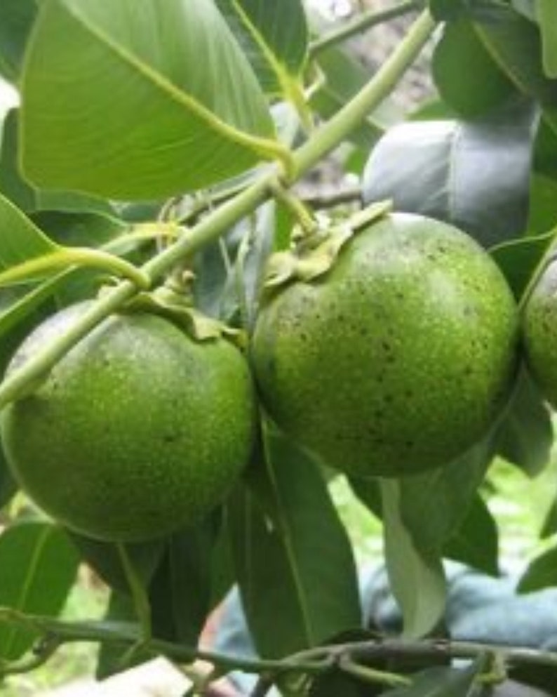 Grafted Black Sapote Tree 3GL - Chocolate Pudding Fruit - Diospyros digyna