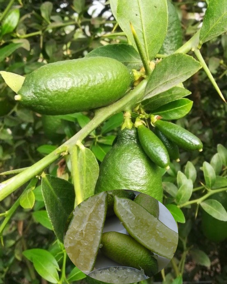 Australian Finger Lime Tree 2ft Air Layered White Inside Citrus australasica - Compact, Productive, Hardy, No Ship California