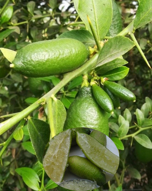 Australian Finger Lime Tree 2ft Air Layered White Inside Citrus australasica - Compact, Productive, Hardy, No Ship California