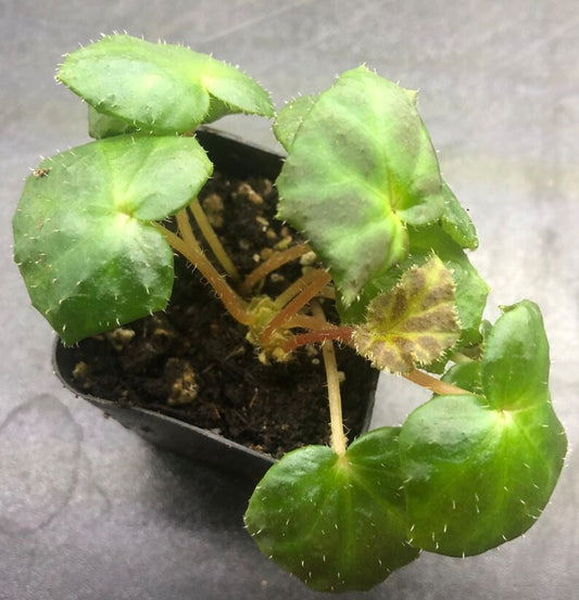 Begonia Luzhaiensis Plant in 2" Pot - Iridescent Tie-Dye Leaves - Terrarium Culture - Unique South China Variety
