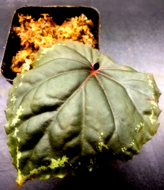 Begonia Ignita 3" Pot - Orange Blooming Houseplant - Shade-Loving Begonia - Ideal for Terrariums (Begonia Ignita)