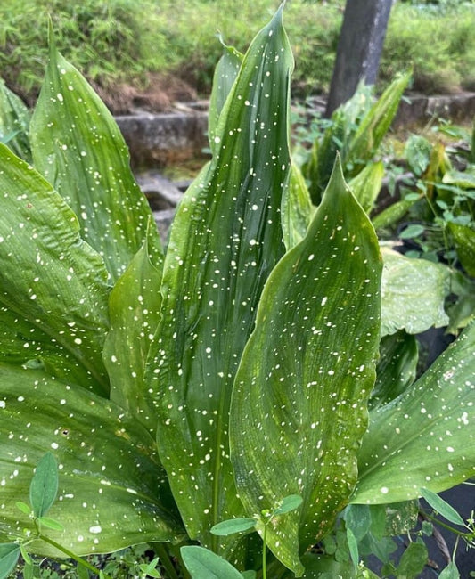 Aspidistra elatior Mary Sizemore - Cast Iron Plant - Live Plant - Hardy Indoor/Outdoor Foliage