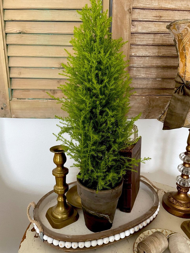 Lemon Cypress Topiary Plant - 5" Pot - Live Lemon Cypress (Cupressus macrocarpa) - Handcrafted German Pot
