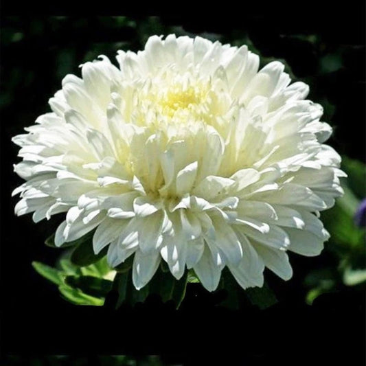 Aster Seeds Packet - 25 Seeds - Paeony Duchess White - Callistephus Chinensis - Vibrant Peony-Like Flowers