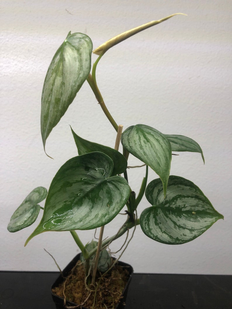 Philodendron Brandi Rooted Plant | Rare Silver Houseplant | Branditianum Philodendron | Gift for Plant Lovers