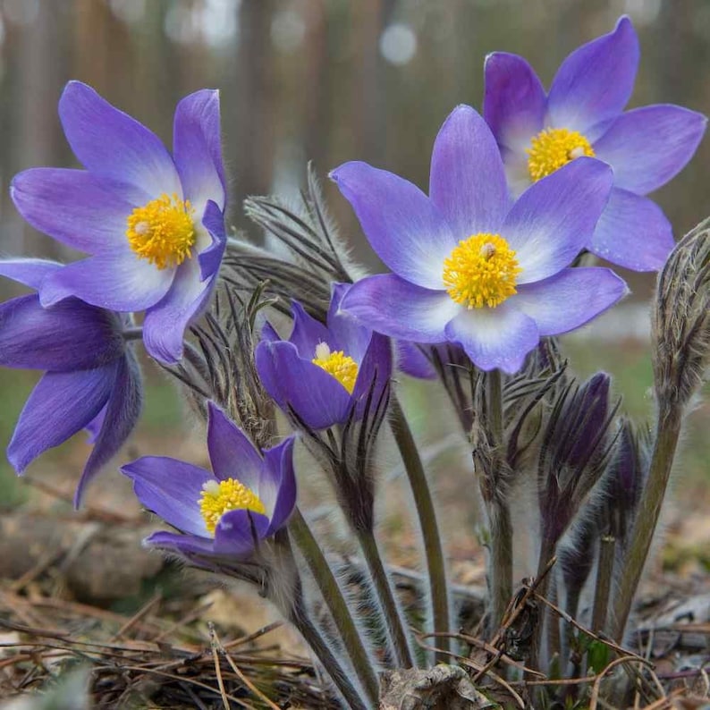 Anemone Seeds Packet, Violet Pasque Flower, Rare Perennial Seeds, Anemone Pulsatilla Vulgaris, Great for Gardens and Pollinators