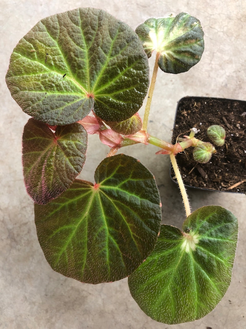 Begonia Plant in 3" Pot - Begonia Manaus with Red-Haired Leaves (Begonia spp.) - Ideal for Terrariums and Easy Care