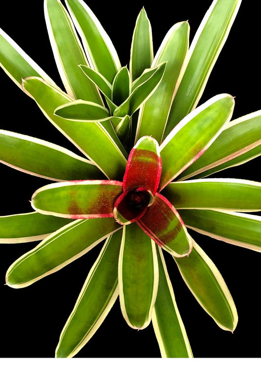 Bromeliad Plant Neoregelia Chile Verde - Colorful Indoor Houseplant with Variegated Green Foliage and Easy Care