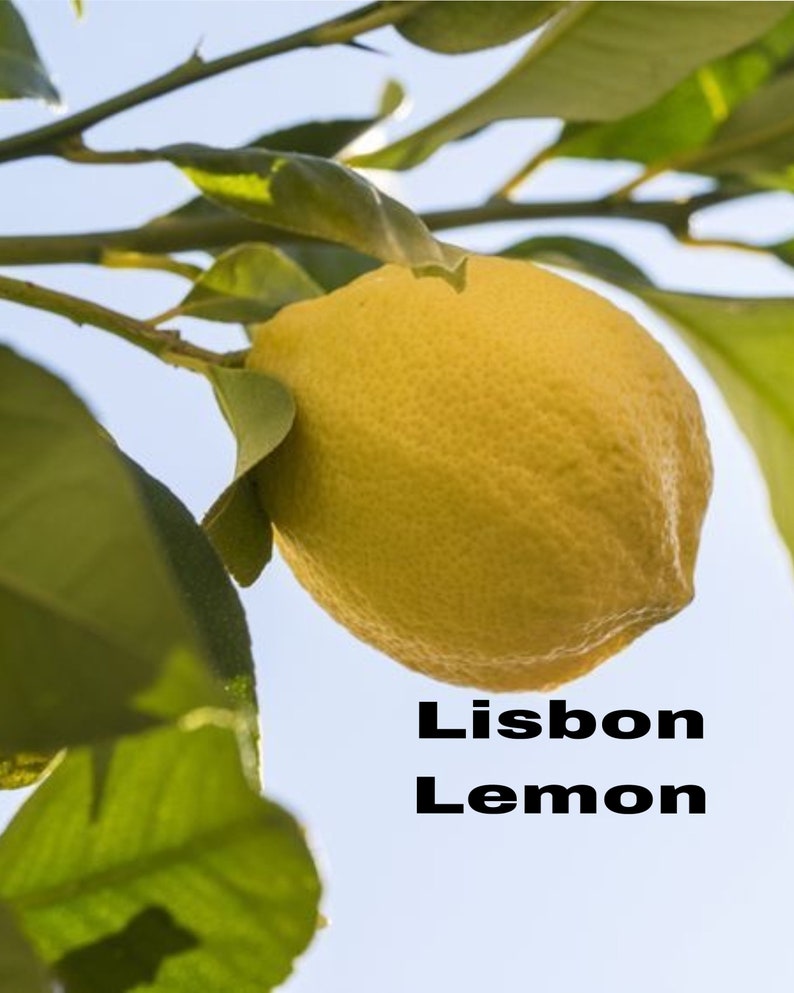 Lisbon Lemon Tree - Grafted 3ft - Citrus limon - Indoor/Outdoor Fruit Plant