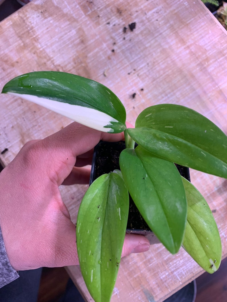 Philodendron Standleyana Albo - Variegated Indoor Plant - Fully Established Root System - Tropical Houseplant