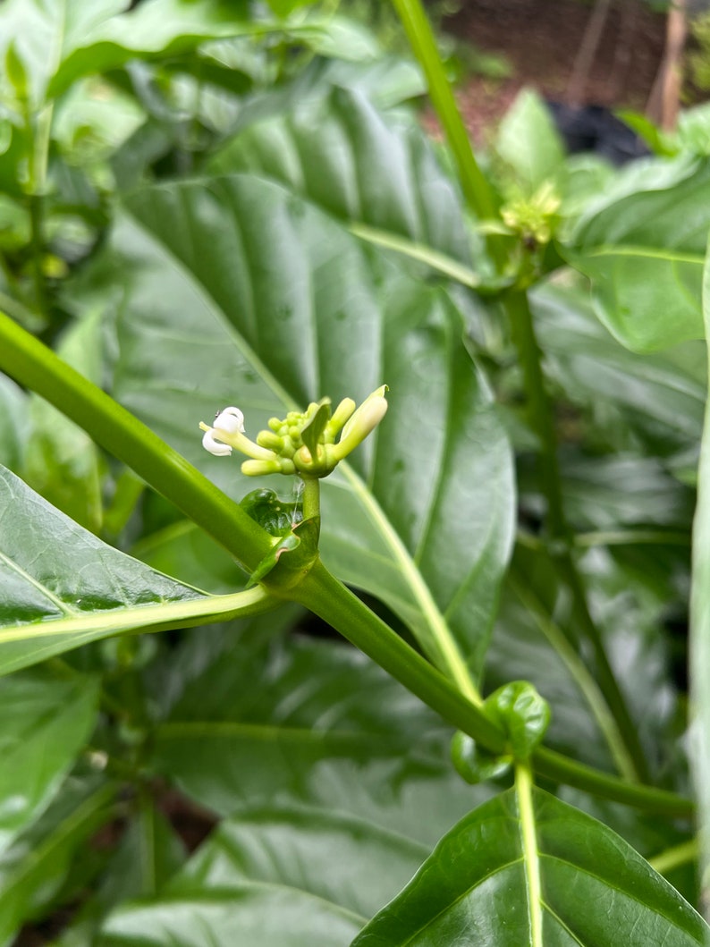 Hawaiian Noni Tree 2ft with Flowers - Morinda citrifolia - Healing Properties, No Ship to CA