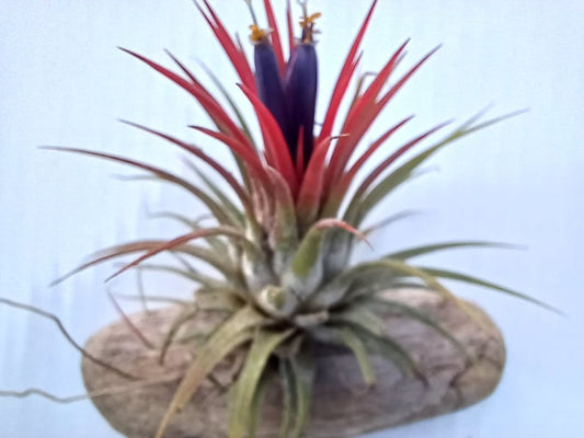 Bromeliad Air Plant Mounted on Driftwood, Tillandsia ionantha or Tillandsia bergeri, Terrarium Decor, Easy Care Plant