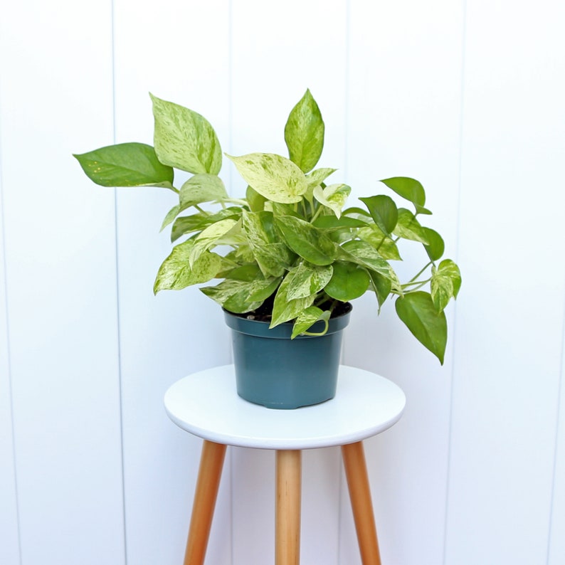 LIVE 6” Marble Queen Pothos Plant, Variegated Indoor House Plant, Air Purifying Epipremnum Aureum, Perfect Gift for Plant Lovers