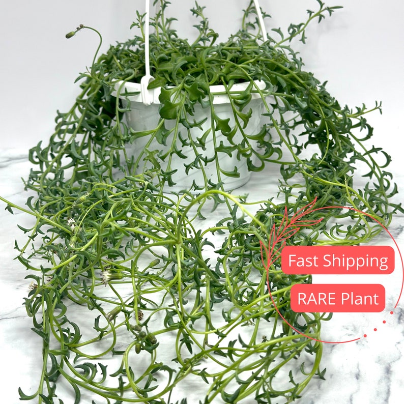 String of Dolphins Plant 6" | Senecio Peregrinus | Rare Dolphin Succulent | Hanging Indoor Plant | Trailing Succulent Decor