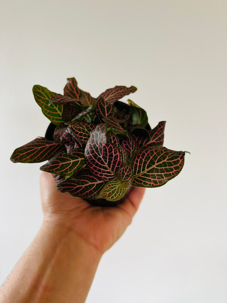 Fittonia Blood Red Nerve Plant - Live Houseplant in 4” Pot - Easy Care Beginner Plant - Fittonia spp.