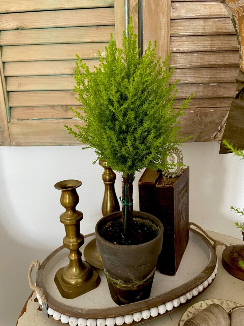 Live Lemon Cypress Topiary Plant - 5" Handcrafted Pot - Chamaecyparis lawsoniana - Indoor Houseplant for Sunlit Spaces