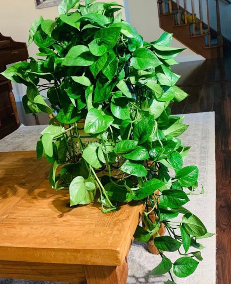 Jade Pothos Hanging Basket, Solid Green Epipremnum Aureum, Easy Care Indoor Plant for Home Decor, Low Light Tolerant