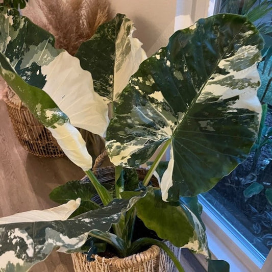 Alocasia Macrorrhiza Variegata Plant - Rare Collector's Exotic Elephant's Ear - Marbled Green & White - Indoor Houseplant