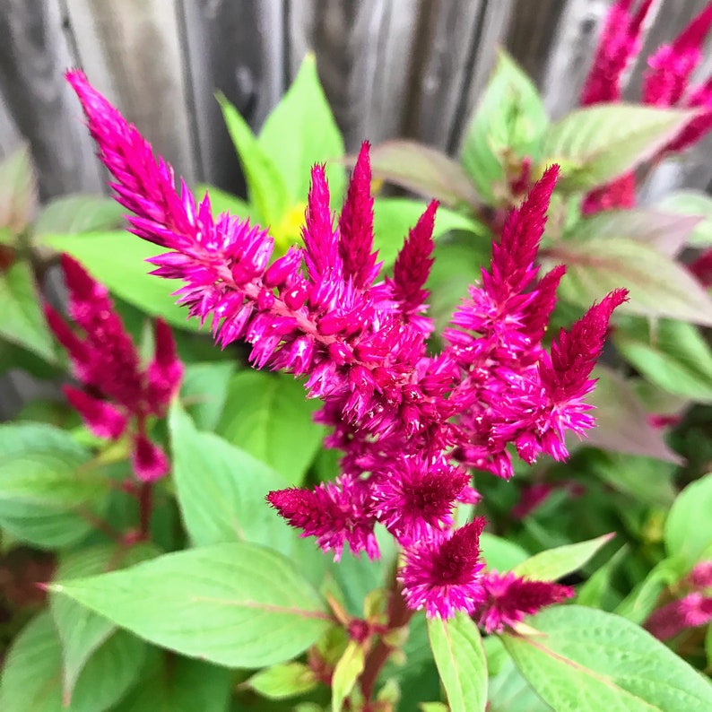 Celosia Seeds - 15 Pack Feathery Plumed Magenta, Vibrant Flower, Non-GMO Celosia argentea, Perfect for Indoors & Outdoors